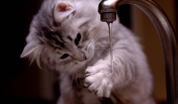 Why are Pet Drinking Fountains Important?