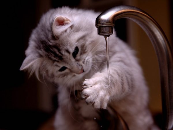 pet drinking fountains
