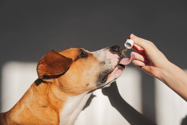 hemp seed oil for dogs